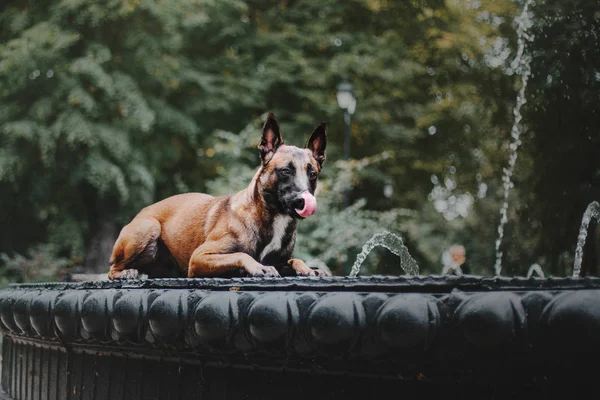 Cane Pastore Belga Cane Malinois Parco Autunnale — Foto Stock