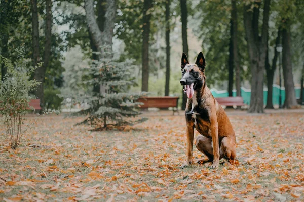 Anjing Gembala Belgia Anjing Malinois Taman Musim Gugur — Stok Foto