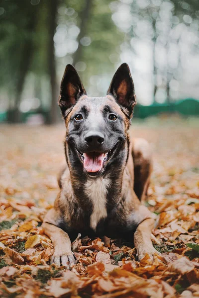 比利时牧羊犬 马利诺狗 在秋天公园 — 图库照片