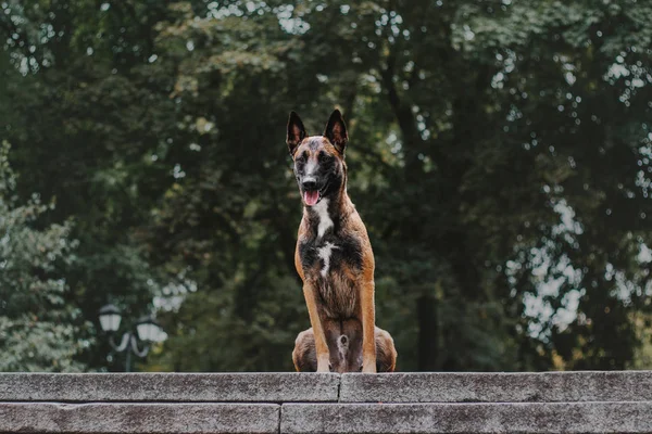 Belgisk Vallhund Malinois Hund Hösten Park — Stockfoto