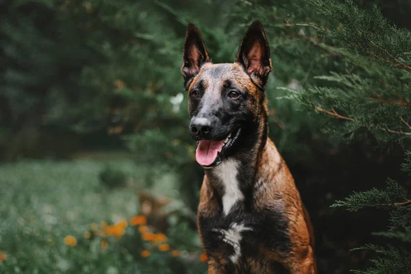 Belçika Çoban Köpeği Malinois Köpek Sonbahar Park — Stok fotoğraf