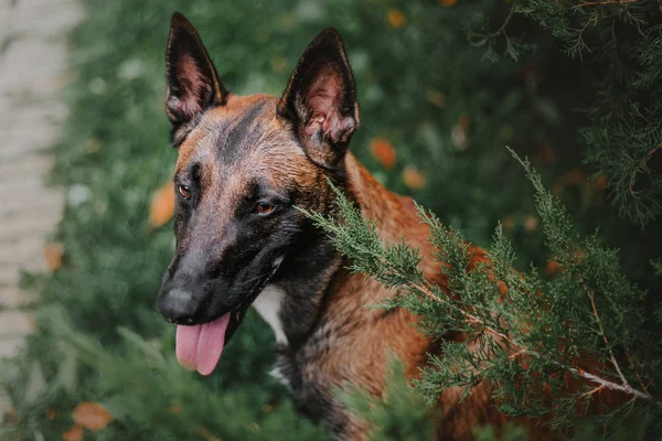 Perro Pastor Belga Perro Malcom Parque Otoño — Foto de Stock