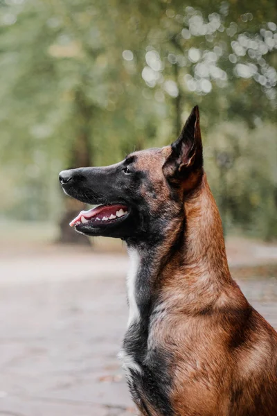 Cane Pastore Belga Cane Malinois Parco Autunnale — Foto Stock