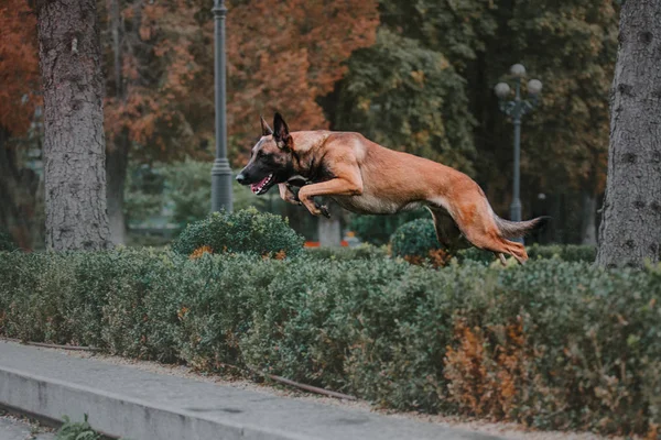 Belgický Ovčák Malinois Pes Podzimní Park — Stock fotografie