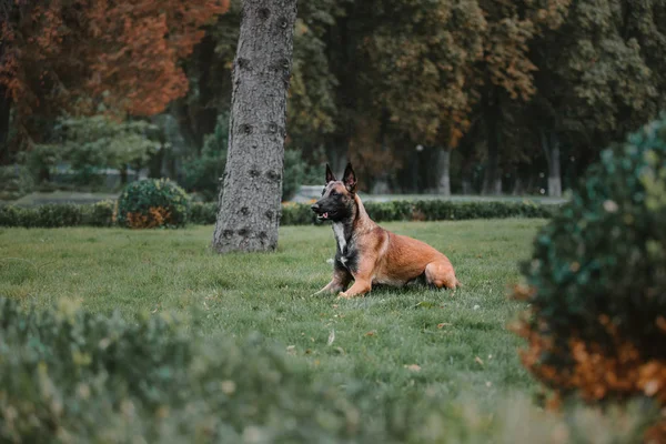 比利时牧羊犬 马利诺狗 在秋天公园 — 图库照片