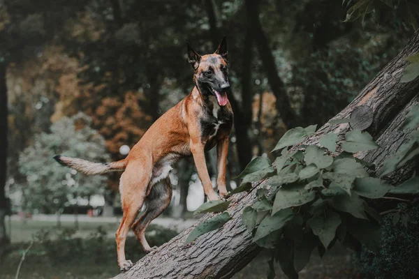 ベルギー シェパード マリノア犬 秋の公園で — ストック写真