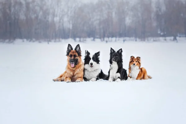 Köpekler Birlikte Grup — Stok fotoğraf