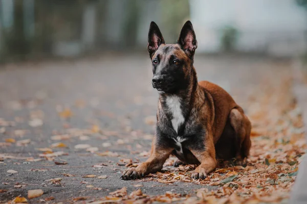 Бельгийская Овчарка Малинойская Собака Осеннем Парке — стоковое фото