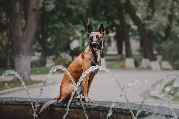 Cane Pastore Belga Cane Malinois Parco Autunnale — Foto Stock