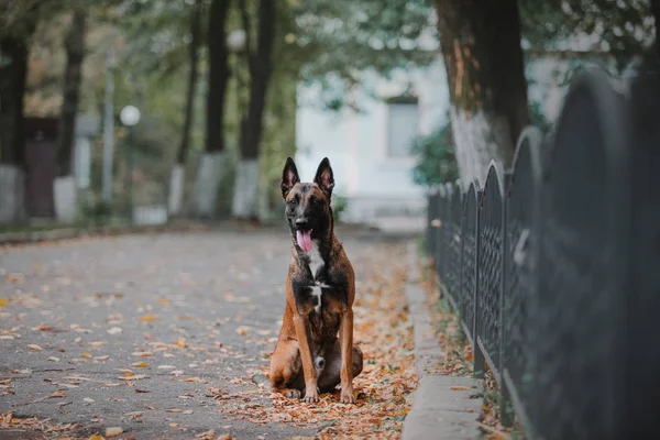 Cane Pastore Belga Cane Malinois Parco Autunnale — Foto Stock