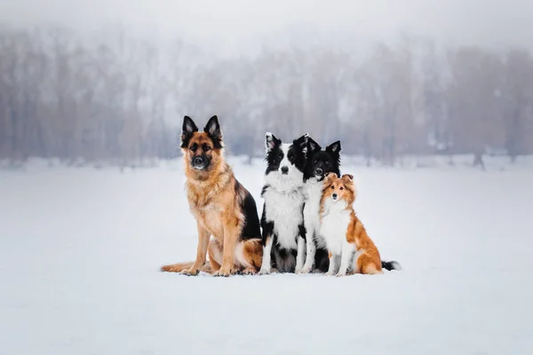 Grupo Cães Juntos — Fotografia de Stock
