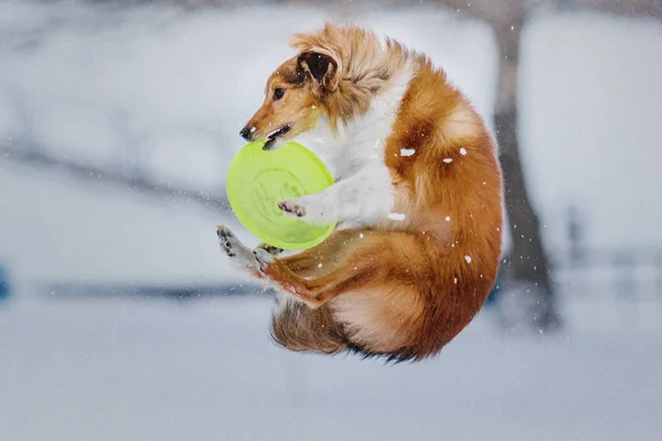 Shetland Sheepdog Cattura Disco Volante Durante Nevicata Inverno — Foto Stock