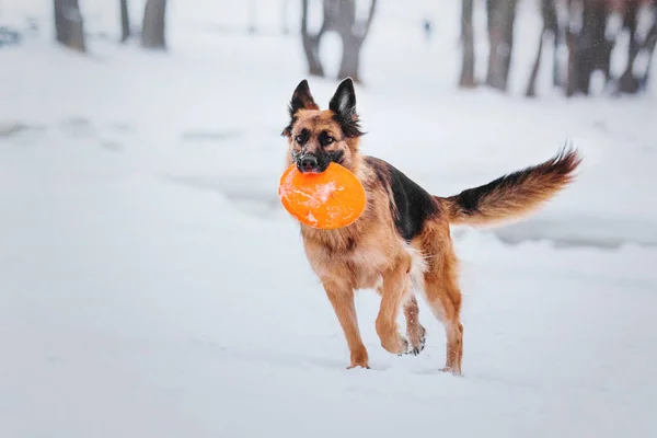 German Shepherd Dog Winter — Stock Photo, Image