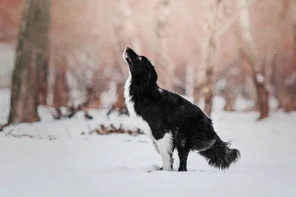 Border Kolie Pes Hrající Pozadí Zasněžené Zimní Krajiny — Stock fotografie