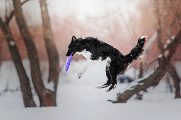 Karlı Kış Manzara Bir Arka Plan Üzerinde Oynayan Border Collie — Stok fotoğraf