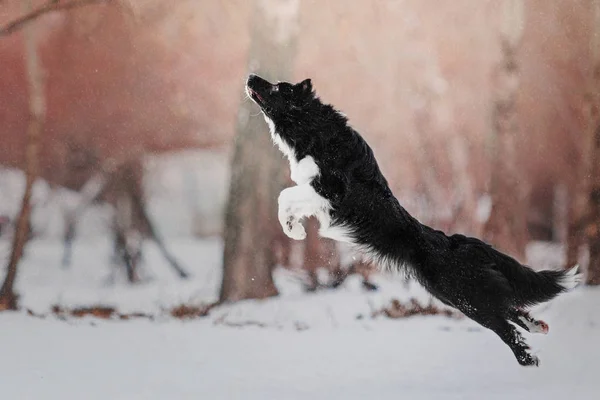 Anjing Collie Perbatasan Bermain Latar Belakang Lanskap Musim Dingin Bersalju — Stok Foto