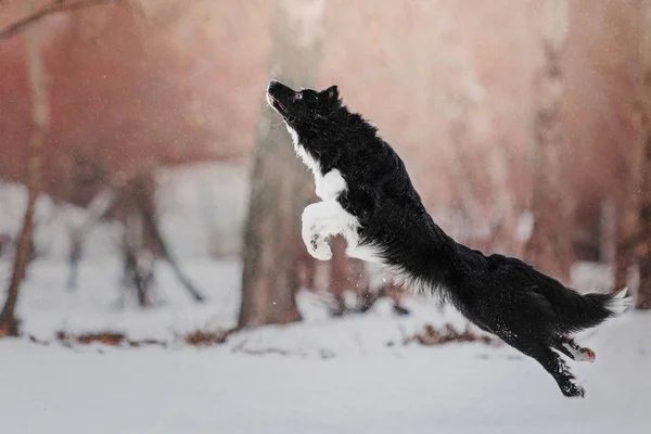 Confine Collie Cane Che Gioca Uno Sfondo Paesaggio Invernale Innevato — Foto Stock