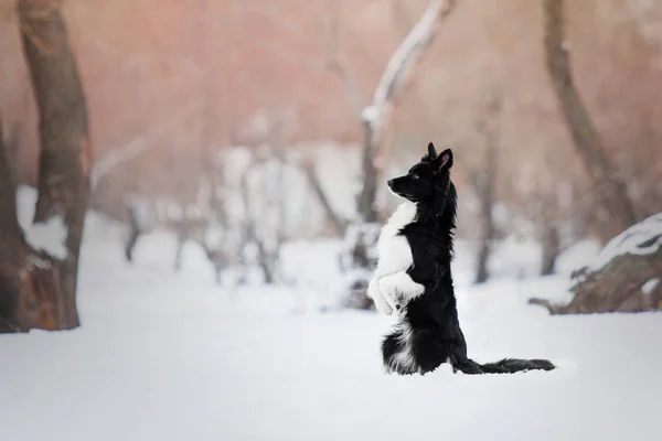 Border Collie dog playing on a background of snowy winter landscape