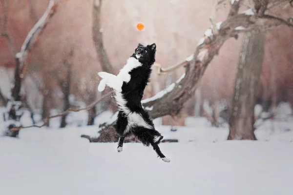 Border Collie dog playing on a background of snowy winter landscape