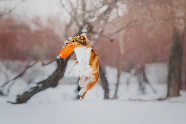 Shetland Sheepdog Cattura Disco Volante Durante Nevicata Inverno — Foto Stock