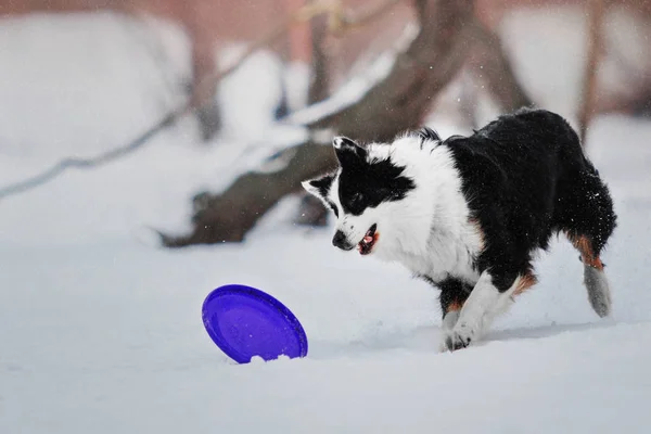 Border Collie dog playing on a background of snowy winter landscape