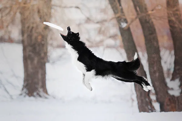 Border Ποιμενικού Σκύλου Σκύλος Παίζει Ένα Φόντο Του Χειμώνα Χιονισμένο — Φωτογραφία Αρχείου