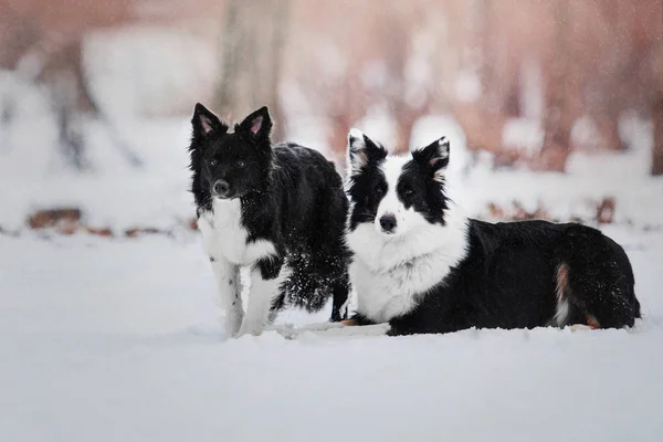 Border Collie dog playing on a background of snowy winter landscape