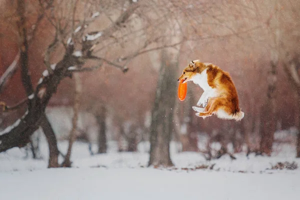 Sheltie Úlovky Létající Disk Během Sněžení Zimě — Stock fotografie