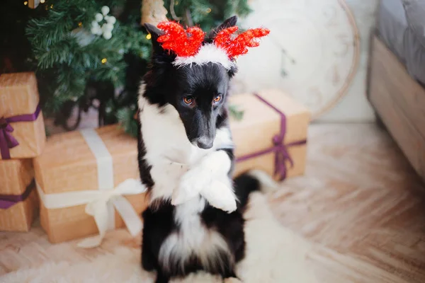 Border Collie Pies Pozowanie Dekoracji Świątecznej — Zdjęcie stockowe