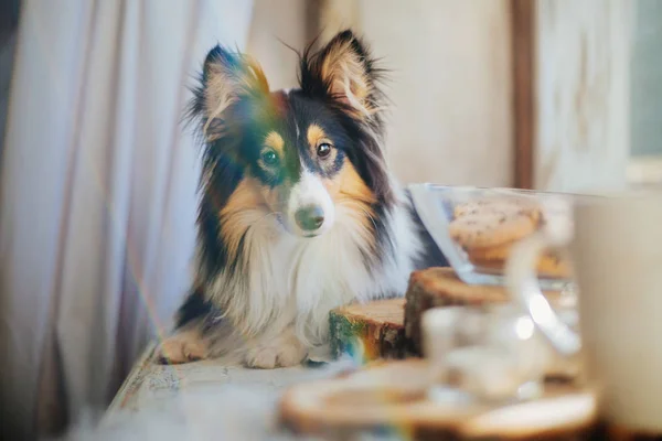 Dog with breakfast. Coffe and tea with cakes on the wooden plate. Shetland sheepdog (Sheltie)