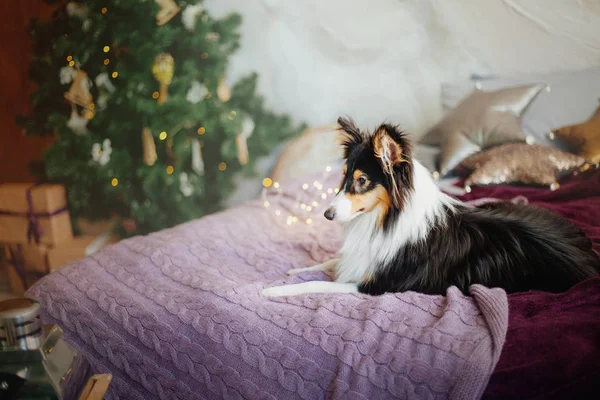Shetland Sheepdog Engelsk Hund Nyttårsaften Jul Ferie Krans Plettert Juletre – stockfoto