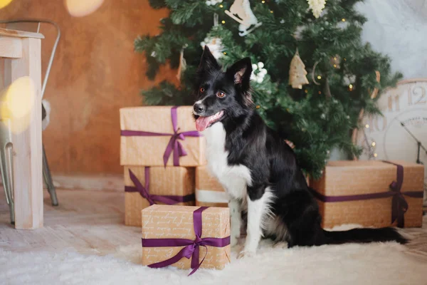 Border Collie Pies Pozowanie Dekoracji Świątecznej — Zdjęcie stockowe