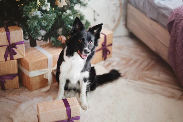 Okraj Kolie Pes Pózování Vánoční Dekorace — Stock fotografie