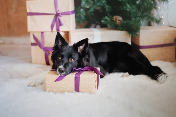 Fronteira Collie Cão Posando Decoração Natal — Fotografia de Stock
