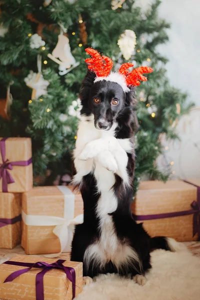 Fronteira Collie Cão Posando Decoração Natal — Fotografia de Stock