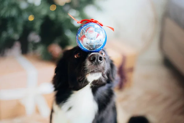 Noel Süslemesinde Sınır Çoban Köpeği Pozu — Stok fotoğraf