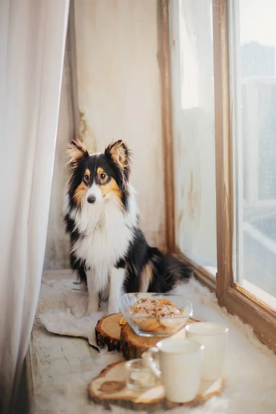 Dog with breakfast. Coffe and tea with cakes on the wooden plate. Shetland sheepdog (Sheltie)