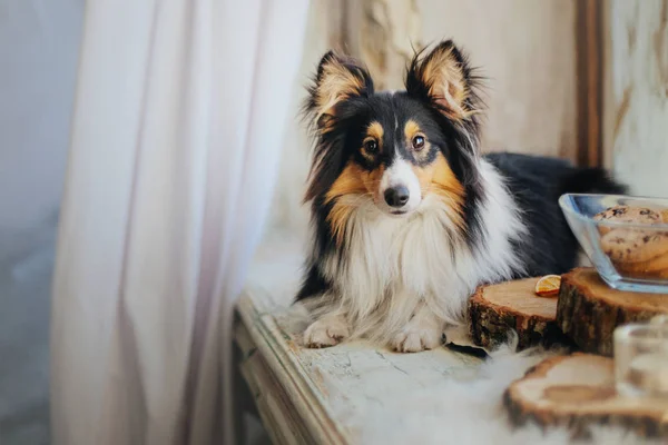 Dog with breakfast. Coffe and tea with cakes on the wooden plate. Shetland sheepdog (Sheltie)