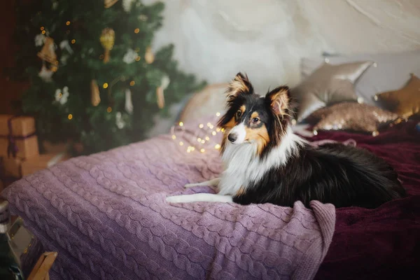 Shetlandhund Sheltie Hund Innenraum Des Neuen Jahres Weihnachten Feiertage Girlande — Stockfoto