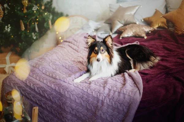 Shetland Sheepdog Engelsk Hund Nyttårsaften Jul Ferie Krans Plettert Juletre – stockfoto