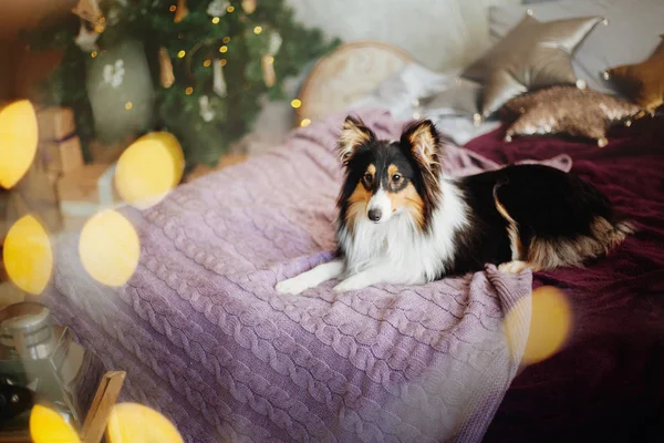 Shetland Sheepdog Sheltie Inglês Cão Interior Ano Novo Natal Feriados — Fotografia de Stock