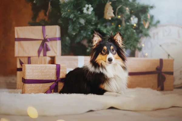 Owczarek Szetlandzki Sheltie Pies Nowy Rok Wnętrze Boże Narodzenie Wakacje — Zdjęcie stockowe