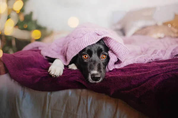 ボーダー コリー犬自宅 — ストック写真