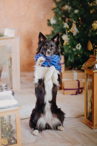 Border Collie Hund Posiert Der Weihnachtsdekoration — Stockfoto