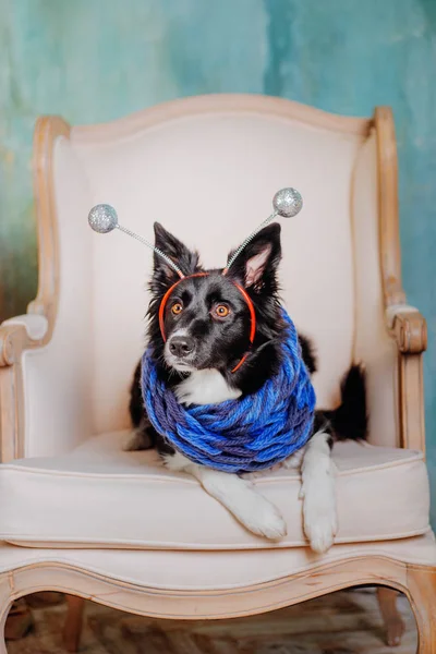 Border Collie dog on at home