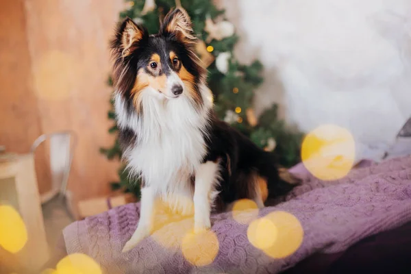 Shetlandhund Sheltie Hund Innenraum Des Neuen Jahres Weihnachten Feiertage Girlande — Stockfoto