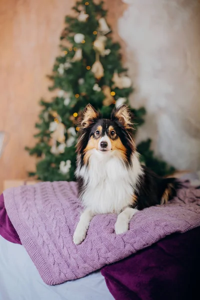 Shetlandhund Sheltie Hund Innenraum Des Neuen Jahres Weihnachten Feiertage Girlande — Stockfoto