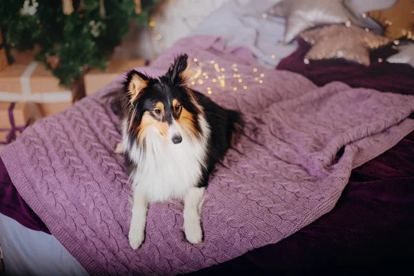 Owczarek Szetlandzki Sheltie Pies Nowy Rok Wnętrze Boże Narodzenie Wakacje — Zdjęcie stockowe