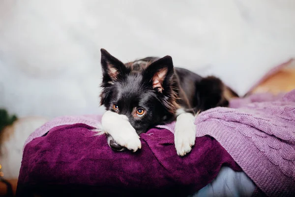 Anjing Collie Perbatasan Rumah — Stok Foto