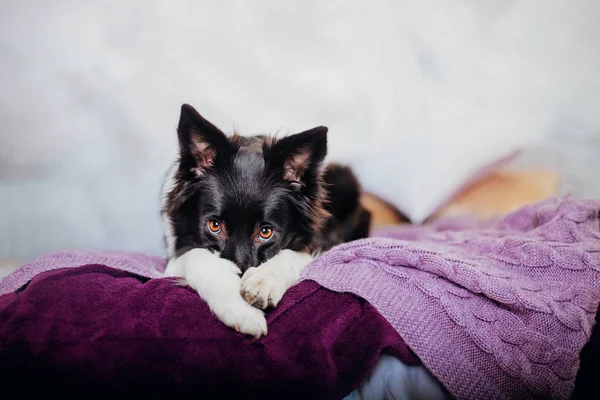 Gränsen Collie Hund Hemma — Stockfoto